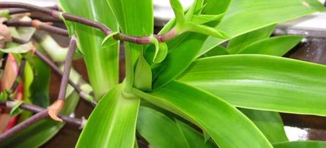 Как размножить золотой ус