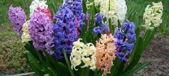 Гиацинты посадка и уход в домашних условиях