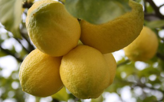 Новозеландский лимон
