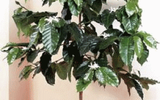 Комнатное растение кофейное дерево