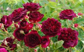 Кустовые розы уход и выращивание