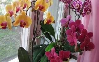 Как садить орхидею