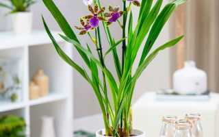 Зигопеталум орхидея