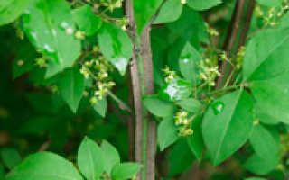 Бересклет компактус