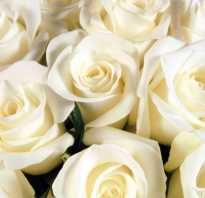 Белый цвет роз что означает