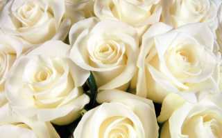 Белый цвет роз что означает