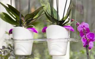 Кашпо для орхидей прозрачное