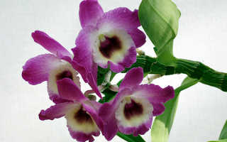 Кустовая орхидея