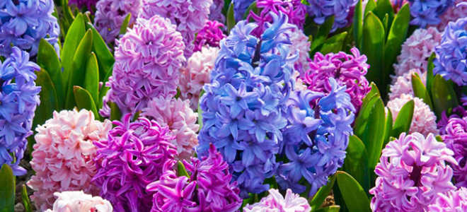 Посадка гиацинтов осенью в грунт