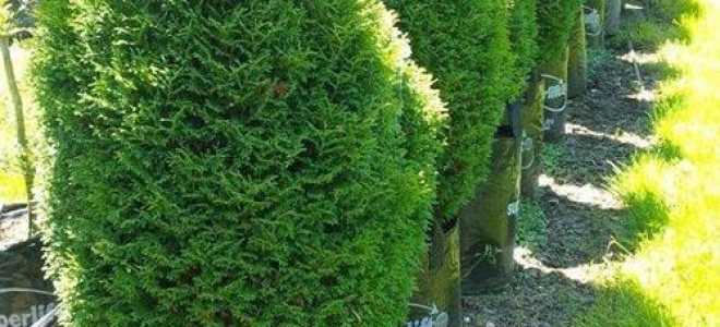 Туя западная холмструп посадка и уход