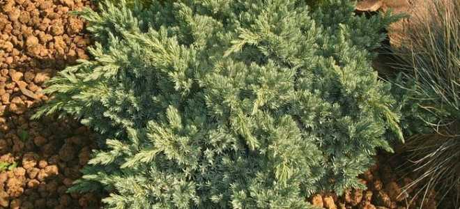 Как правильно посадить можжевельник осенью