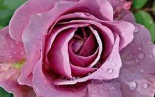 Роза лавендер