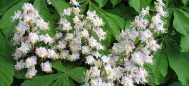 Обрезка каштана осенью