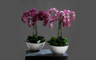 Кашпо для орхидеи фаленопсис