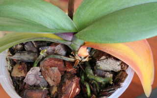 Почему у орхидеи чернеют листья