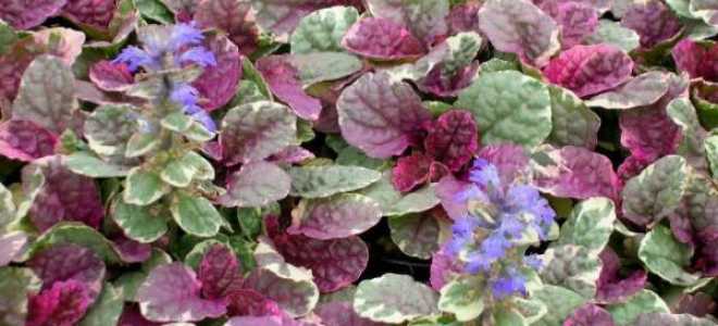 Живучка ползучая