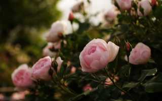 Кустовые розы в саду
