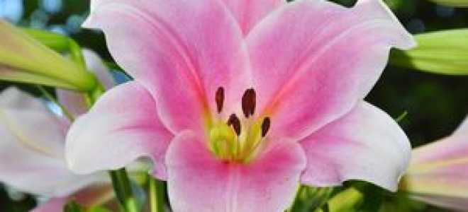 Лилия выращивание и уход в открытом грунте