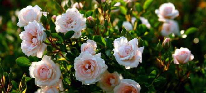 Земляная роза посадка и уход