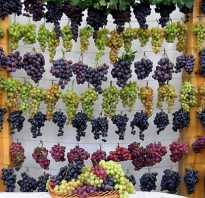Лучшие сорта винограда для средней полосы России