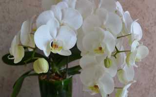 Уход за орхидеями в горшке
