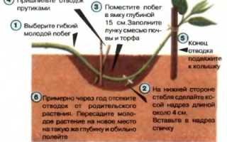 Как размножается садовая гортензия