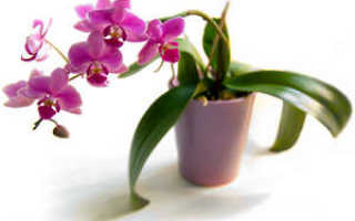 Орхидея как ухаживать в домашних