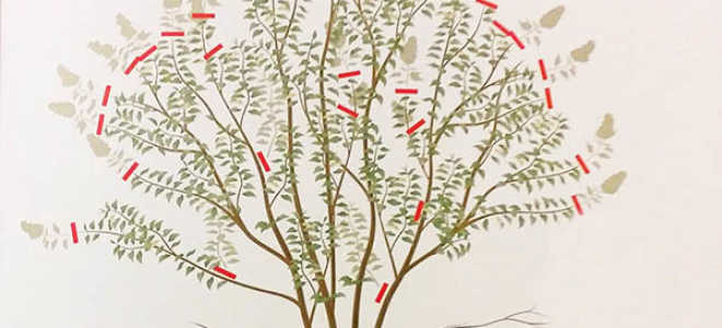 Когда обрезать сирень весной или осенью