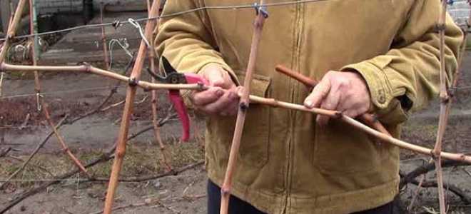 Как размножить виноград черенками осенью