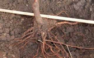 Как посадить грушу осенью пошаговое руководство
