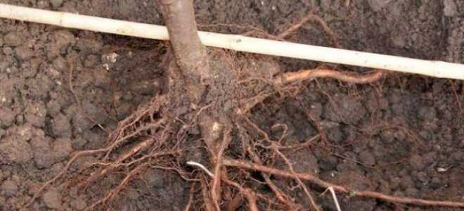 Как правильно посадить грушу осенью