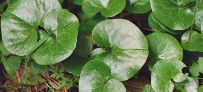 Копытень европейский посадка и уход