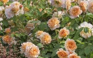 Как посадить саженец розы