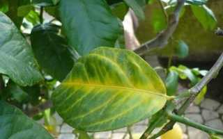 Почему лимон сбрасывает листья