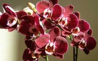 Фузариоз орхидей
