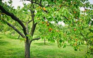 Чем подкормить абрикос осенью