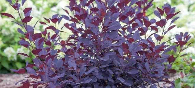 Скумпия королевская фиолетовая посадка и уход