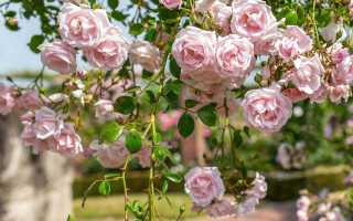 Роза плетистая лиана