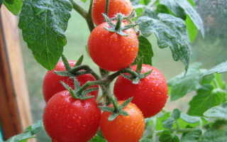 Капельный полив для томатов в теплице
