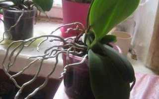 Корни орхидеи вылезли из горшка