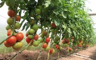 Пасынкование томатов в теплице схема