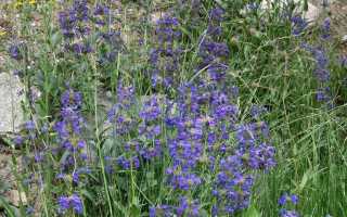 Пенстемон наперстянковый