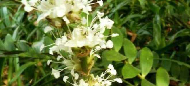 Золотой ус размножение