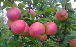 Омолаживающая обрезка яблонь осенью