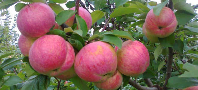 Омолаживающая обрезка яблонь осенью