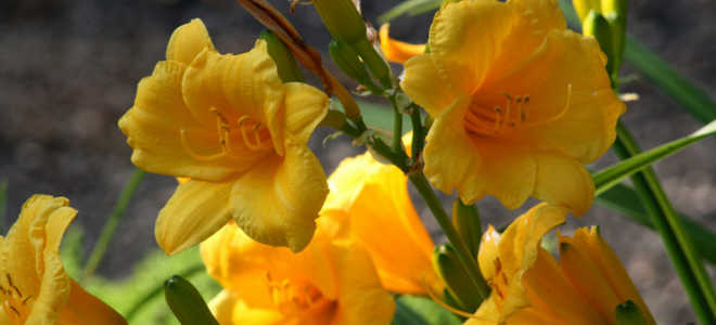 Лилейник посадка и уход