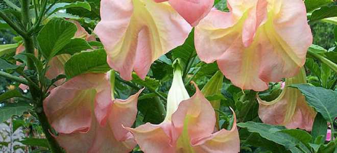 Бругмансия выращивание