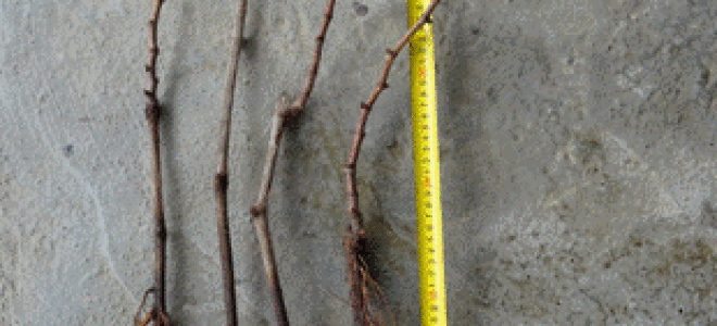 Как сохранить саженец винограда до посадки