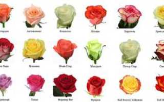 Розы виды и сорта