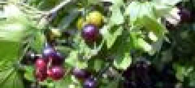 Смородина золотистая посадка и уход